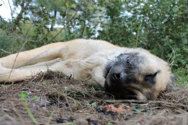 Δεκάδες ζώα νεκρά και πολλά αγνοούνται από τις φόλες στον Δήμο Αχαρνών